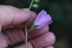 Sidalcea sparsifolia