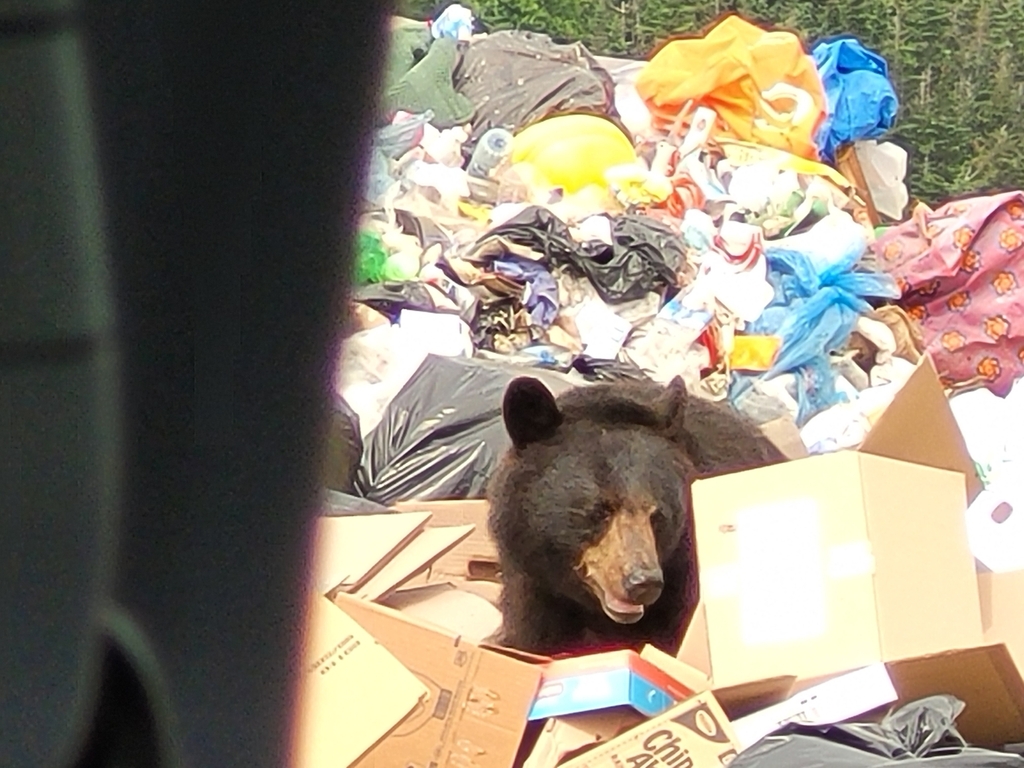 Newfoundland Black Bear