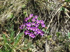 Primula angustifolia