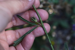 Sidalcea sparsifolia