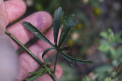 Sidalcea sparsifolia