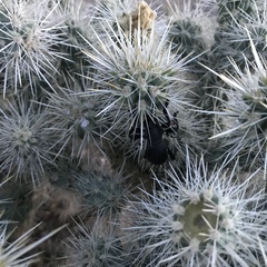 Moneilema semipunctatum