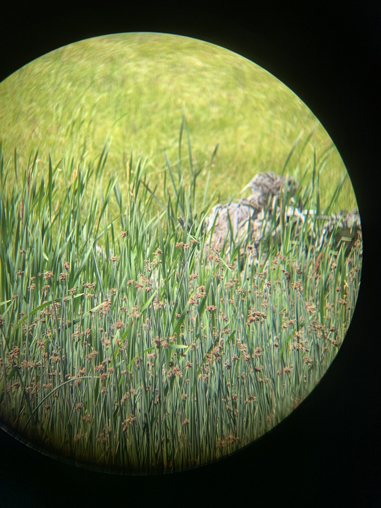 Western Marsh Wren