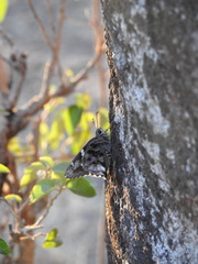 Codatractus arizonensis