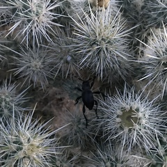 Moneilema semipunctatum