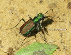 Cicindela splendida