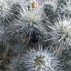 Moneilema semipunctatum