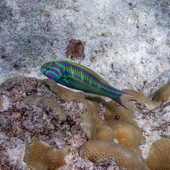 Thalassoma quinquevittatum