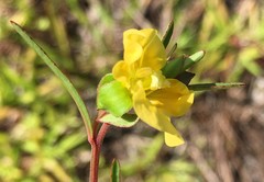 Ludwigia maritima