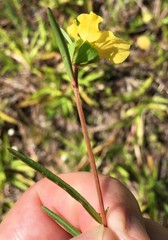Ludwigia maritima