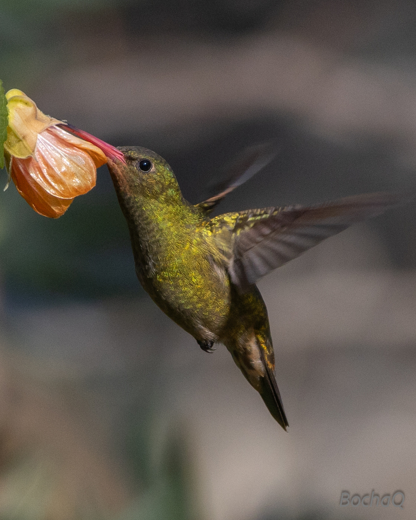 Gilded Hummingbird photo