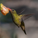 Gilded Hummingbird - Photo (c) Leonardo Quintana, some rights reserved (CC BY-NC), uploaded by Leonardo Quintana