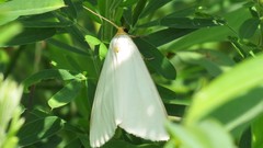 Urola nivalis