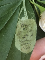 Liriomyza philadelphivora