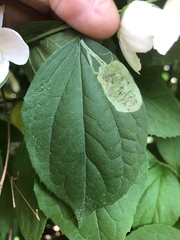 Liriomyza philadelphivora