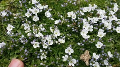 Veronica repens