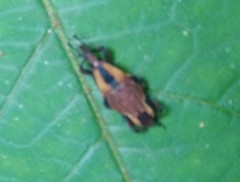 Cactophagus laetus