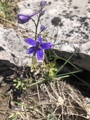 Delphinium bicolor