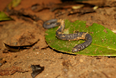 Ringed Caecilia photo 4