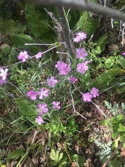 Phlox longifolia