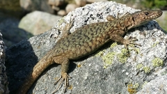 Archaeolacerta bedriagae