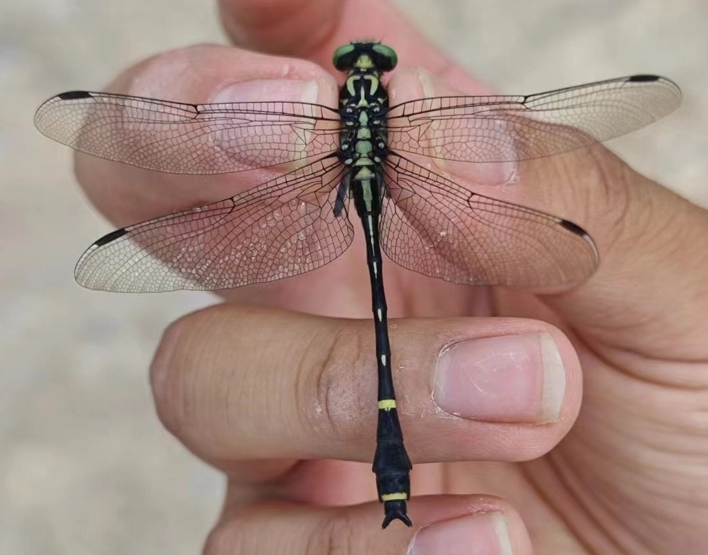 Asiagomphus hesperius