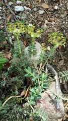 Myrsiniteae