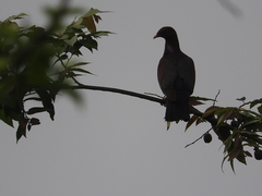 Patagioenas