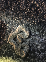 Heterodon nasicus