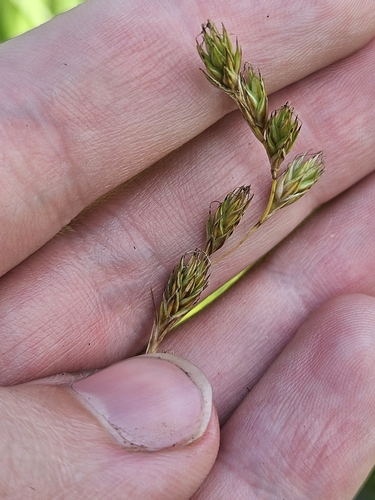 Image of Carex praticola by (c) Solomiya, some rights reserved (CC BY)