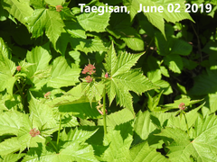 Filipendula glaberrima