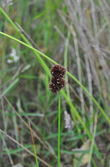 Juncus bolanderi
