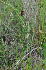 Juncus bolanderi