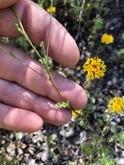 Chaenactis glabriuscula