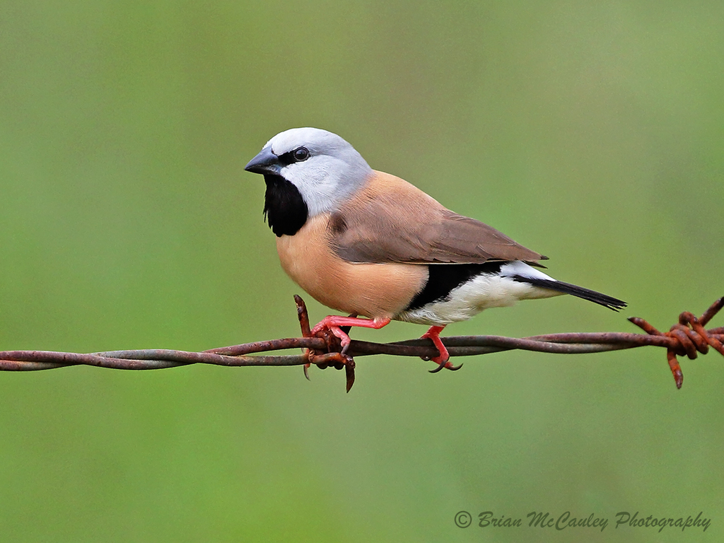 Black-Throated Finch