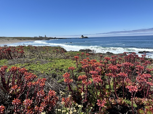 Image of Dudleya palmeri by no rights reserved