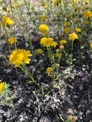 Chaenactis glabriuscula