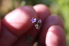 Allophyllum gilioides gilioides