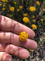 Chaenactis glabriuscula