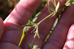 Allophyllum gilioides gilioides