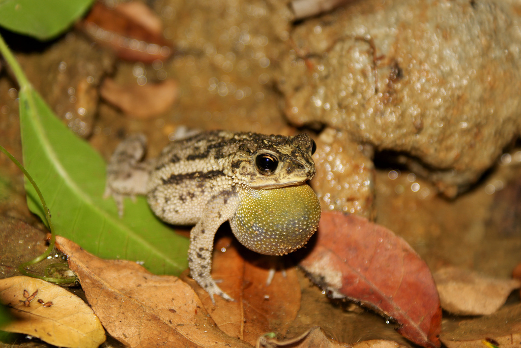 Rio Parahyba Toad