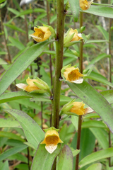 Digitalis laevigata graeca