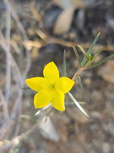 Talinum polygaloides