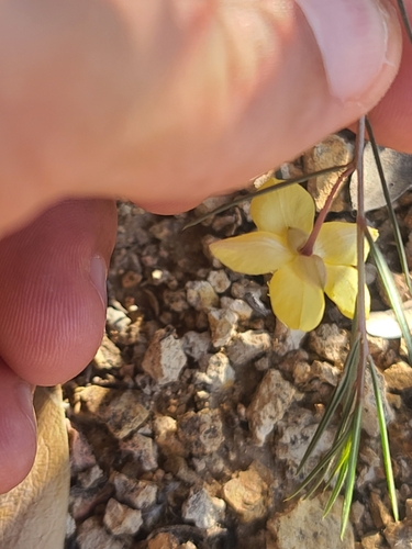 Image of Talinum polygaloides by no rights reserved