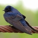 Purple Martin - Photo (c) Bill Carrell, some rights reserved (CC BY-NC-ND), uploaded by Bill Carrell