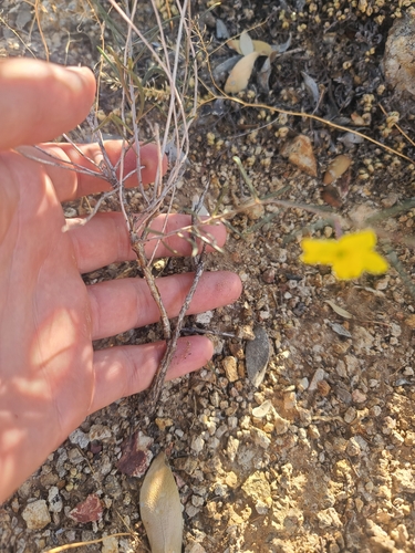 Talinum polygaloides