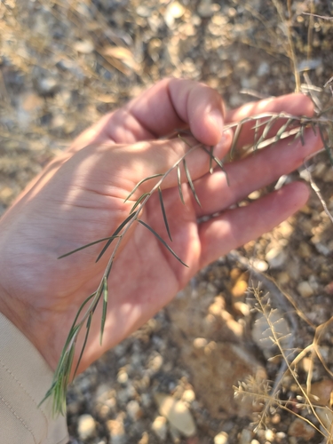 Image of Talinum polygaloides by no rights reserved