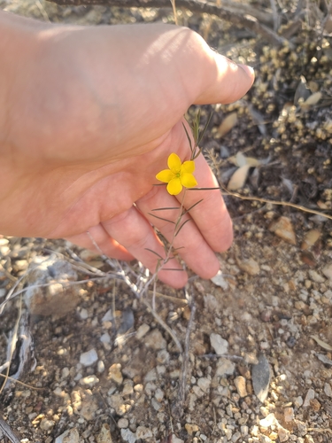 Image of Talinum polygaloides by no rights reserved