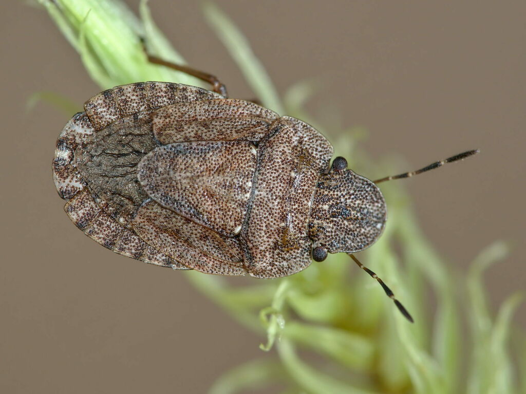 Sciocoris umbrinus