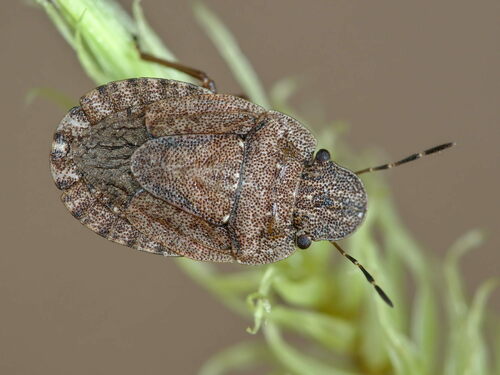 Sciocoris umbrinus